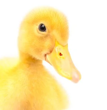 Portrait of the muzzle duckling isolated Fotos Stock