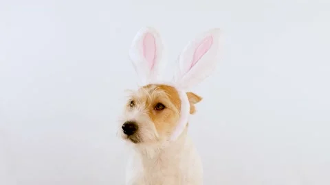 A portrait of the muzzle of a ginger dog with hare ears in profile Stock Footage 167842312