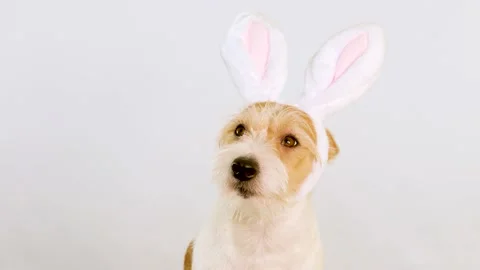 A portrait of the muzzle of a ginger dog with hare ears in profile Stock Footage 167842331