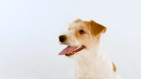 Portrait of the muzzle of a red dog in profile. Isolated on white background Stock Footage 167842326