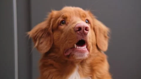 Portrait of the muzzle of a smiling red dog. nova scotia duck tolling retriever Stock Footage 246676852