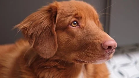 Portrait of the muzzle of a smiling red dog. nova scotia duck tolling retriever Stock Footage 249837809