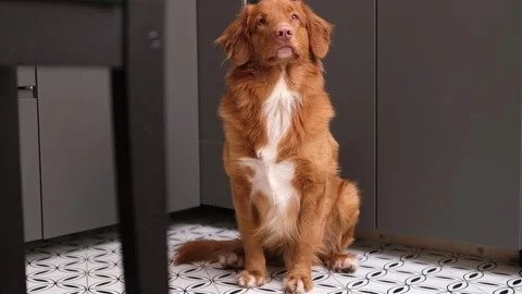 Portrait of the muzzle of a smiling red dog. nova scotia duck tolling retriever Stock Footage 249837823