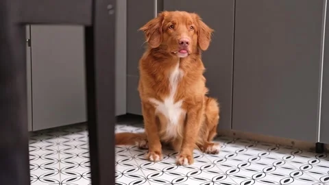 Portrait of the muzzle of a smiling red dog. nova scotia duck tolling retriever Stock Footage 276388309