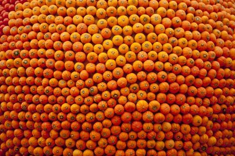 Portrait of neatly arrayed Pumpkin lose-up photo Stock Photos