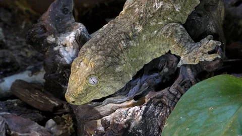 Portrait of New Caledonian giant gecko, Rhacodactylus leachianus Stock Footage