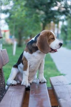 Portrait of nice beagle Stock Photos