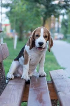 Portrait of nice beagle Stock Photos