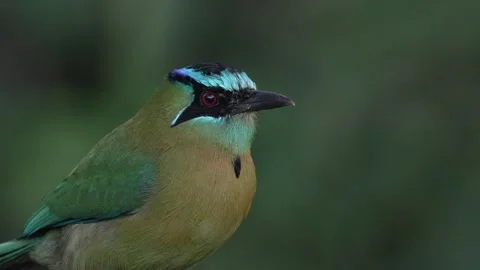 Portrait of nice big Blue-crowned Motmot, Momotus momota. Detail of nice colorfu Stock Footage 296651172
