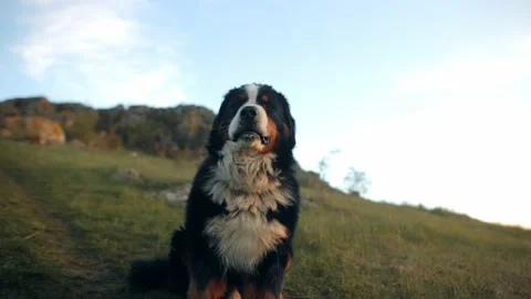 Portrait of a nice big dog looking sideways while walking outdoors Stock Footage 239936349