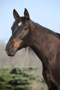 Portrait of nice brown mare Stock Photos