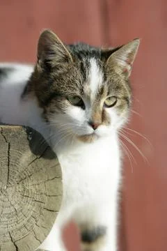 Portrait of nice cat Stock Photos