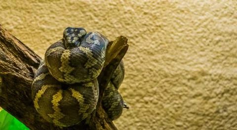 Portrait of a northwestern carpet python coiled up on a tree branch, tropical Stockfoto's