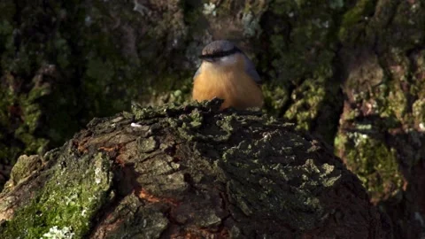 Portrait of nuthatch on thick bark-covered branch Stock Footage 323451223