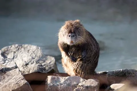 Portrait of a Nutria Stock Photos