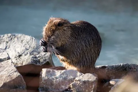 Portrait of a Nutria Stock Photos