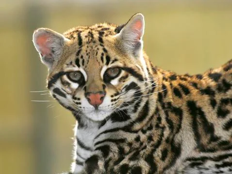 Portrait of Ocelot Stock Photos