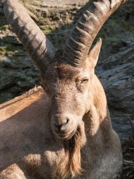 Portrait od barbary sheep ram Stock Photos