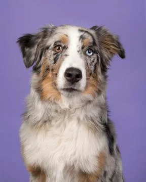 Portrait of an odd eyed pretty blue merle australian shepherd dog on a lavend Stock Photos