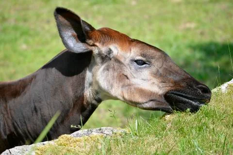 Portrait of okapi eating grass Stock Photos