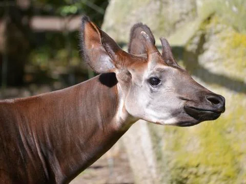 Portrait of okapi Stock Photos