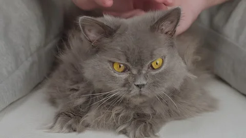 Portrait of an old British long-haired cat being stroked by a man, close-up Stock Footage 150331899