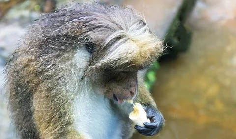 Portrait of an old monkey Foto stock