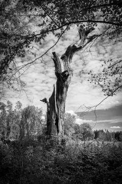 A portrait of an old withered dead tree without any leaves. Foto stock