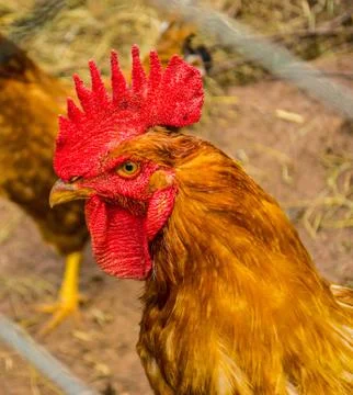 Portrait of one cock among grids Stock Photos