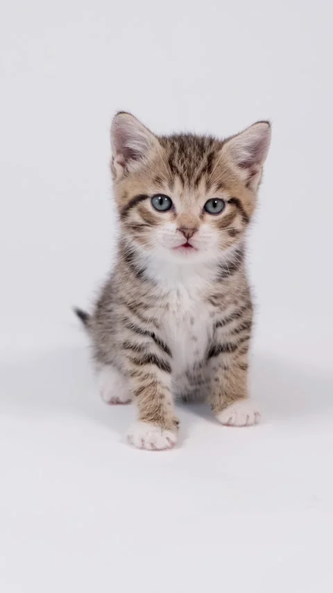 Portrait of one cute kitten looking directly into the camera on a white studio b Stock Footage 342527339