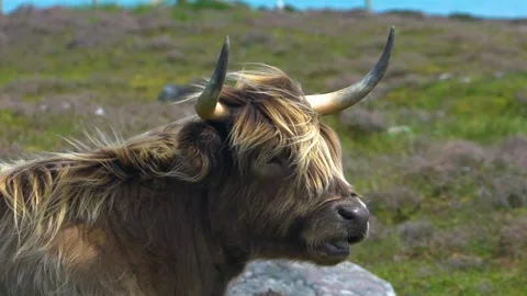 Portrait of One Highland Cattle When Cuddles in a Windy Day, Loop Stock Footage 157829022