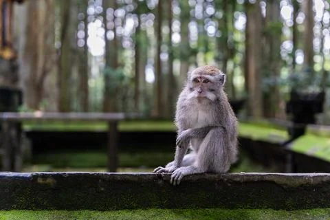 Portrait of one monkey at Sangeh monkey forest in Bali near Ubud village. I.. Stock Photos