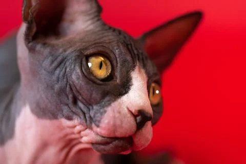 Portrait of one of most beautiful cats of Canadian Sphynx with expressive yellow Stock-Fotos