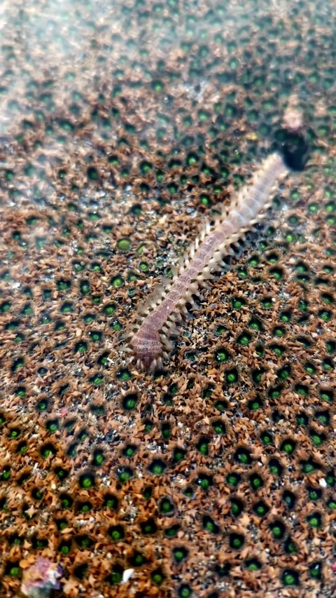 Portrait or vertical video concept, marine worm. Stock Footage 316202746