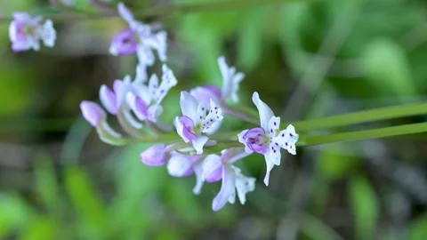 Portrait or vertically oriented round leaved orchid wildflower sway in wind Stock Footage 172373335