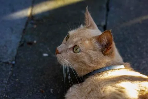 An portrait of an orange cat looking up while lying outisde on a stone terras Stock Photos