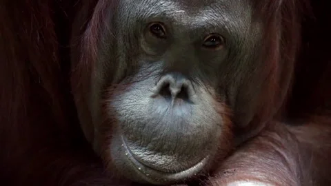 Portrait of an orangutan monkey close-up Stock Footage 172082912