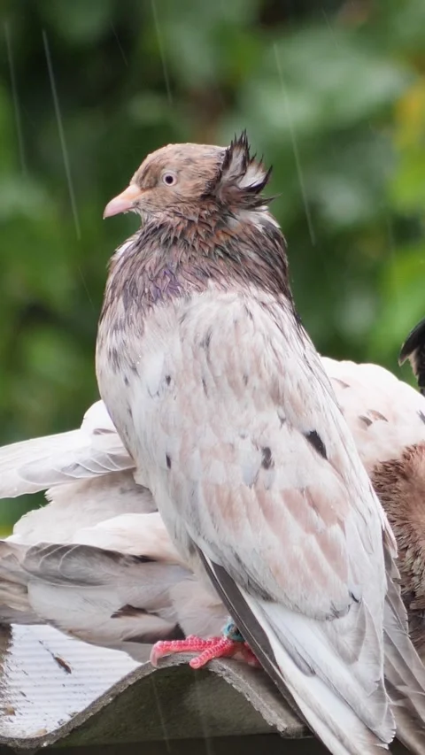 Portrait orientation video of a wet crested pigeon perching on a roof in the Stock Footage 346422853