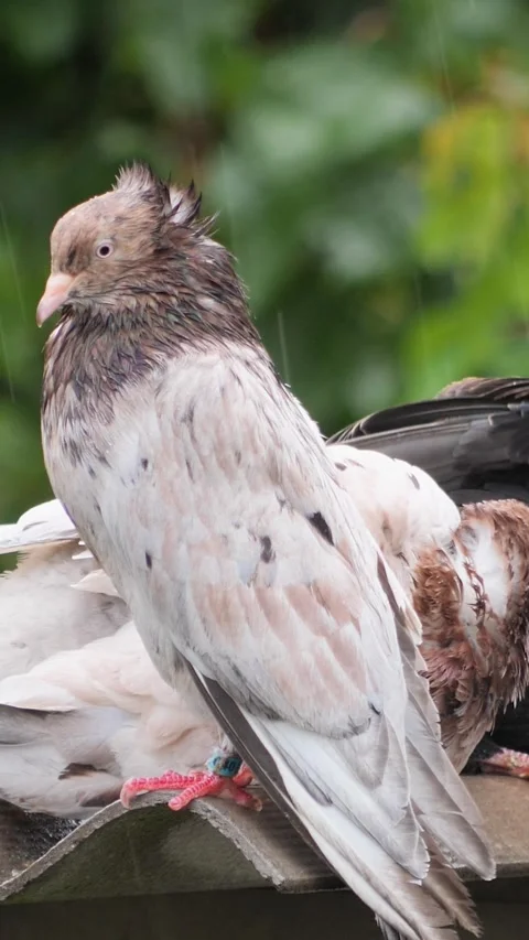 Portrait-oriented accelerated video showing pedigree pigeons with wet feathe Stock Footage 346422793