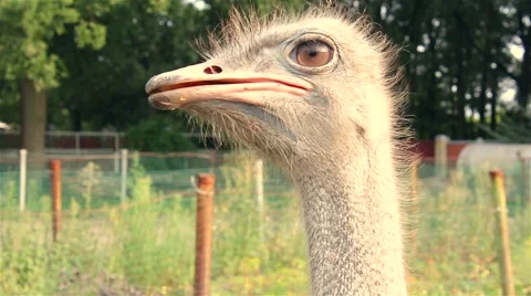 Portrait of an ostrich close up Stock-Footage 66522207