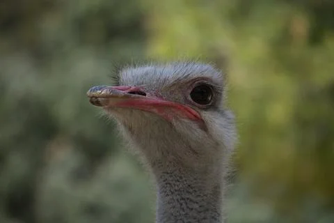 Portrait of ostrich in the field Stock Photos