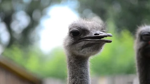 Portrait of Ostrich Stock Footage 8577483