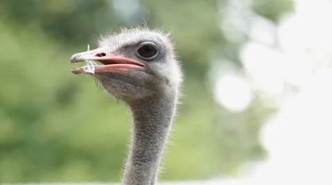 Portrait  Ostrich Stock Footage 22614427