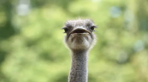Portrait of Ostrich Vidéo 23196363