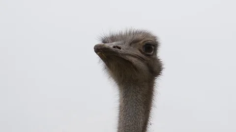 Portrait of an ostrich Video stock 82498661