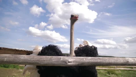 Portrait of an ostrich. Video stock 203574114