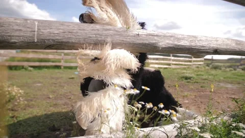 Portrait of an ostrich. Stock Footage 203574175