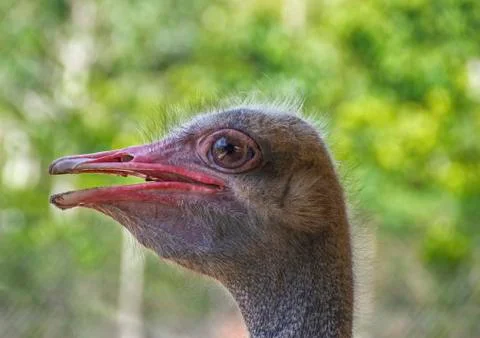 Portrait, ostrich head on isolated blurred background Stock Photos