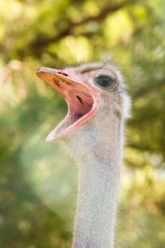 Portrait of ostrich Fotos Stock
