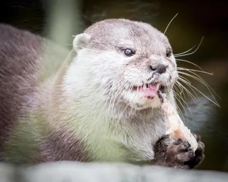 Portrait of otter Stock-Fotos